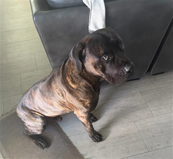 SAMSON